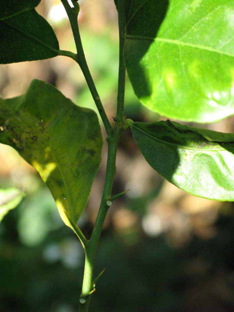            First year twig (Winter Haven, FL)   